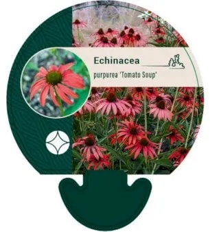 Purpursolhat